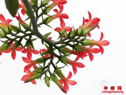 郯城：长寿花开给人们带来福寿吉庆