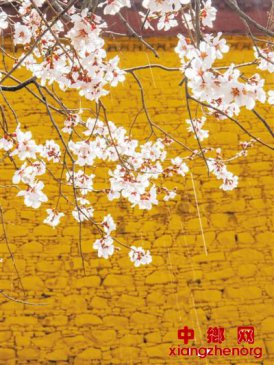 花粉、柳絮、小虫，关于春天的冷知识了解一下