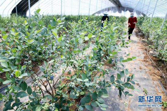 （经济）（1）山东沂水：果品“升级”农民增收