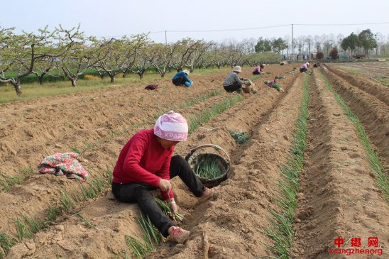 <b>安徽省：特色产业 助农增收</b>