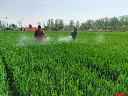 <b>安徽省芦庙镇：网格化管理助力春季小麦赤霉病防治</b>