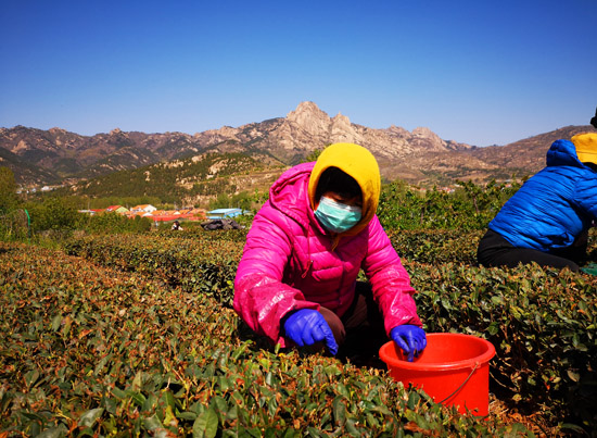 茶农在碧海蓝田农业观光园采茶（摄影，孙林）