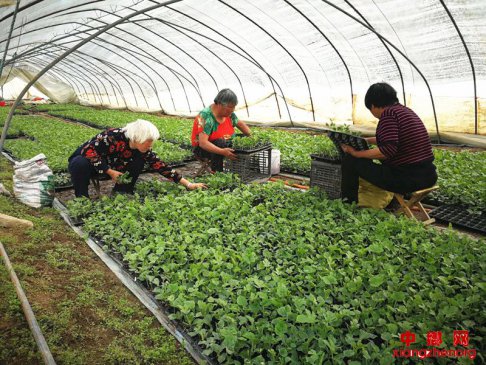 <b>特色产业舞龙头 对症扶贫阔走步</b>