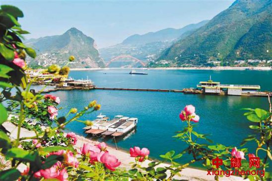 蔷薇花开映巫峡