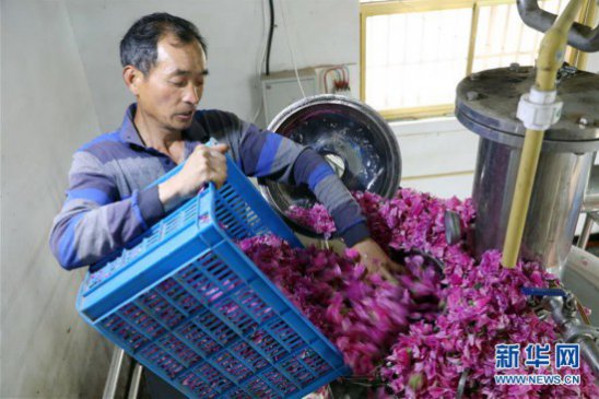 江苏扬州：“玫瑰经济”助力乡村振兴