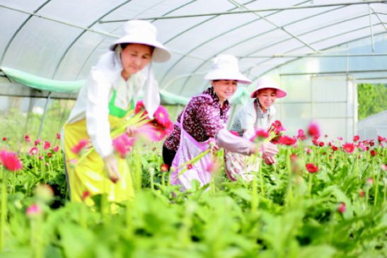 大棚盛开“脱贫花”