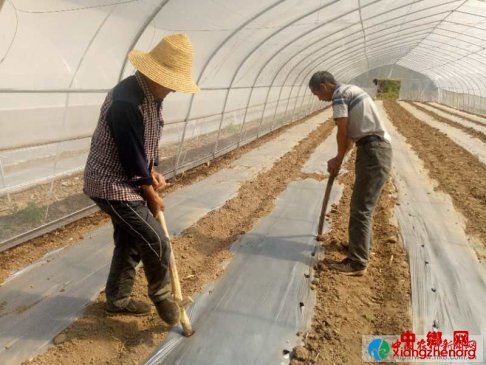 现代大棚栽下科技果