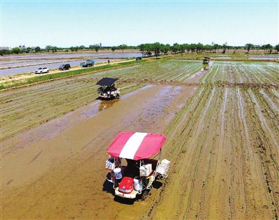<b>天津80万亩小站稻插秧陆续展开</b>