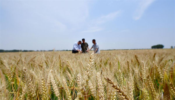 <b>河南邓州：小麦预产忙</b>