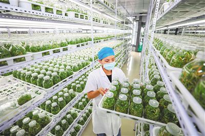 <b>海口施茶村：生态产业兴 小康路更宽</b>