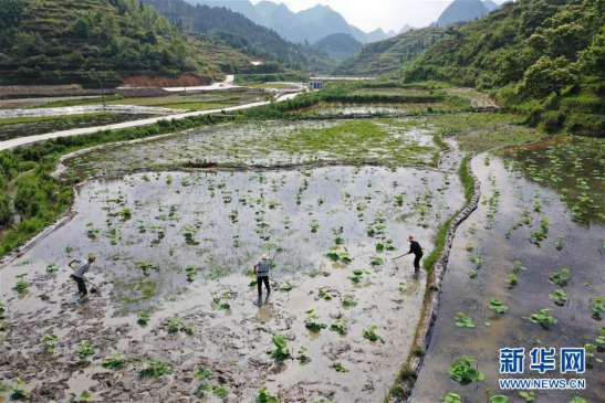 <b>小满农事忙</b>