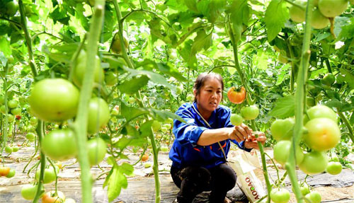 <b>河南汝南：带贫模式为民增收</b>