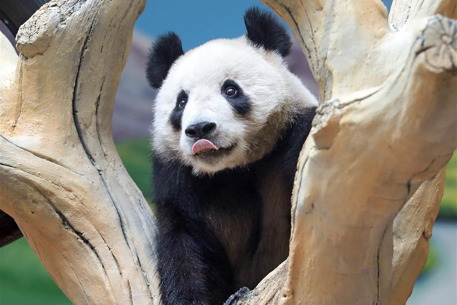 <b>大熊猫安家辽宁鞍山</b>