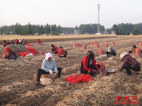 大蒜收获忙