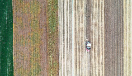 <b>小麦开镰收割</b>