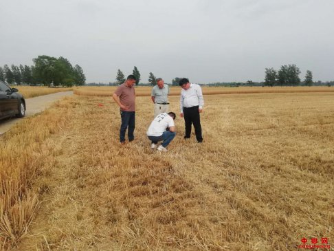 <b>小麦开镰 干部下田</b>