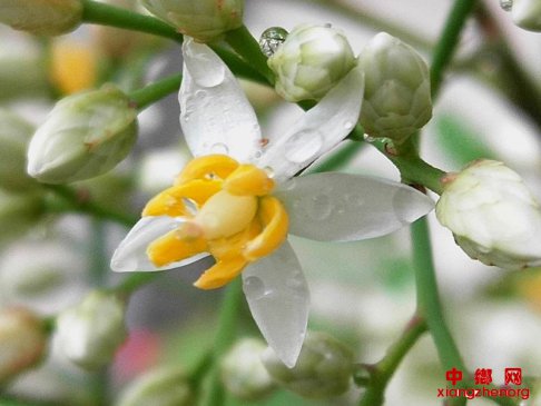 山东郯城：南天竹花开给夏日酷暑带来馨香和欢愉