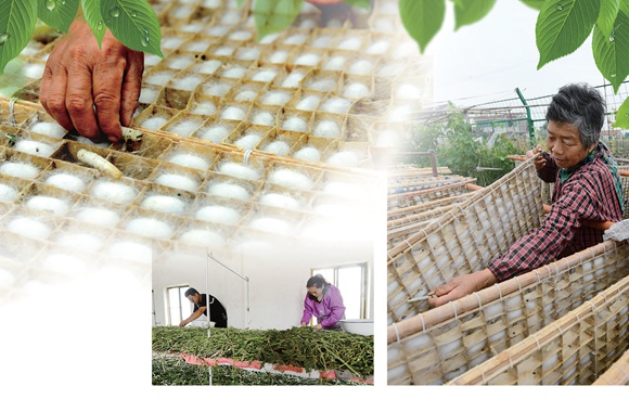 <b>江苏：南通海安着力打造超百亿级桑蚕茧丝绸产业集群</b>