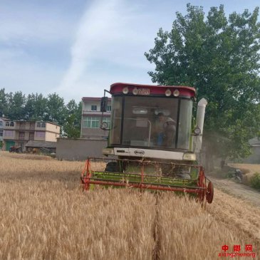 安徽：阜阳颍东区枣庄镇近7万亩小麦开镰收割