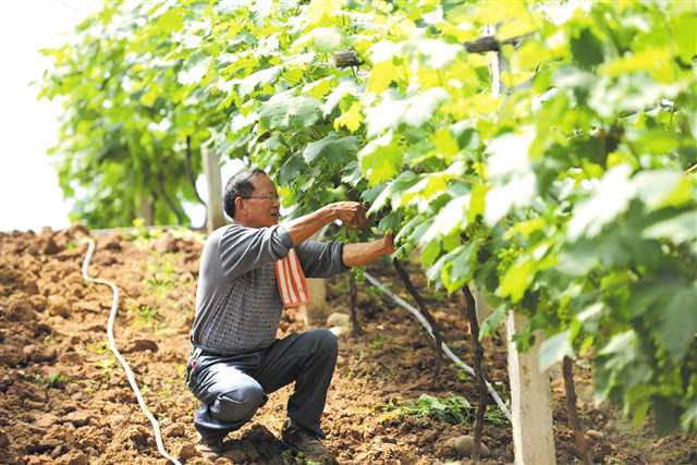 <b>重庆跳磴镇大渡口：激发乡村振兴大动力</b>