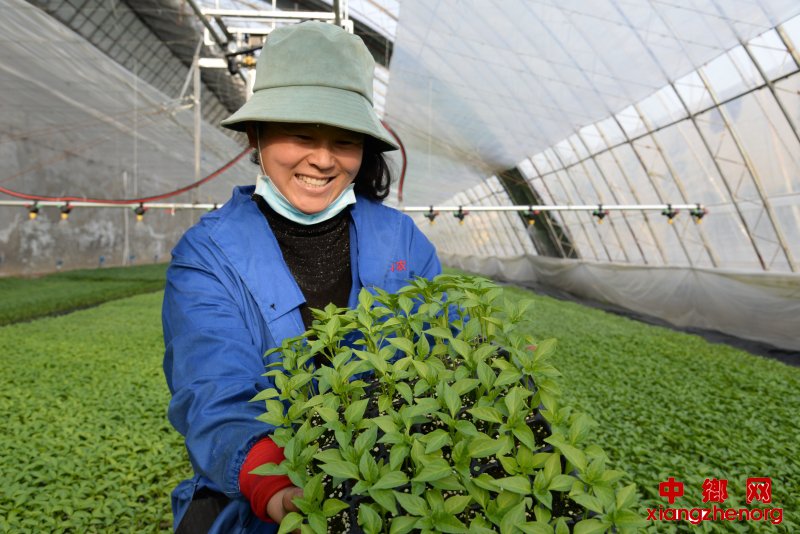 黄荣荣正在展示通过智慧农业生产出来的漂亮种苗