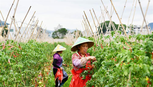 <b>贵州榕江：“坝区经济”助农增收</b>