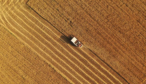 <b>小麦收割忙</b>