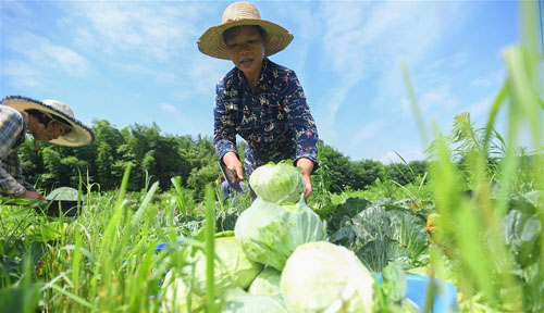 <b>蔬菜产业助农脱贫增收</b>