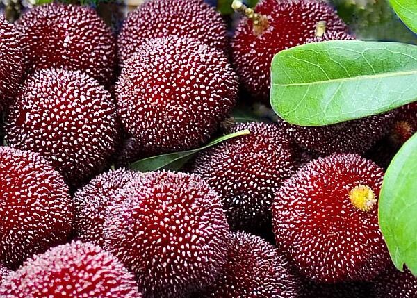 吃了杨梅，才算是到了夏天