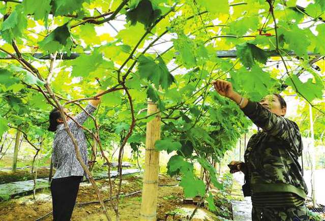 <b>重庆：黔江精准施策巩固脱贫成果</b>