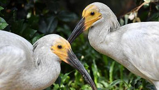 <b>河南董寨国家级自然保护区一对朱鹮连续3年孵出4胞胎</b>