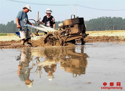 山东郯城：争分夺秒和稻田