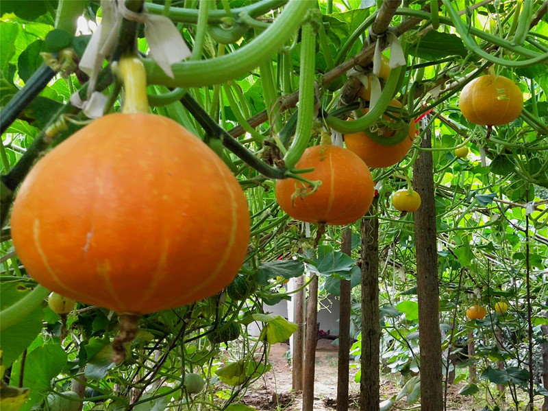 <b>山东郯城：扶贫南瓜“比蜜甜”</b>