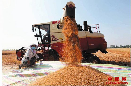 麦田翻“金浪”颗粒落满仓