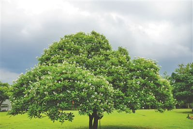 <b>此“杧”非彼芒 半颗果足致命</b>