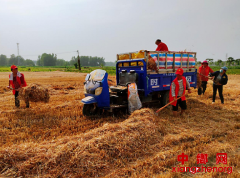 安徽谯城区魏岗镇：“三夏”时节粮归仓 麦浪翻滚志愿忙