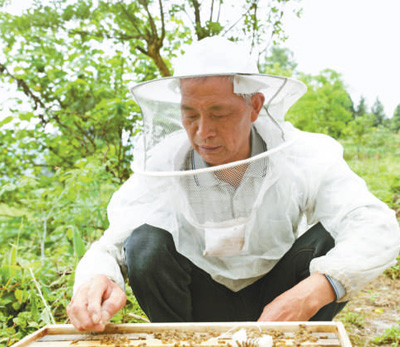 <b>追花养蜂，带动脱贫，王贞六——六十五岁开始的甜蜜梦想</b>