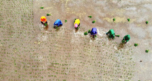 <b>雨中抢种忙</b>