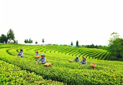 产业兴旺同步推进“脱贫、富民、振兴”