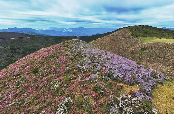 <b>金阳县：野生索玛花竞相绽放</b>