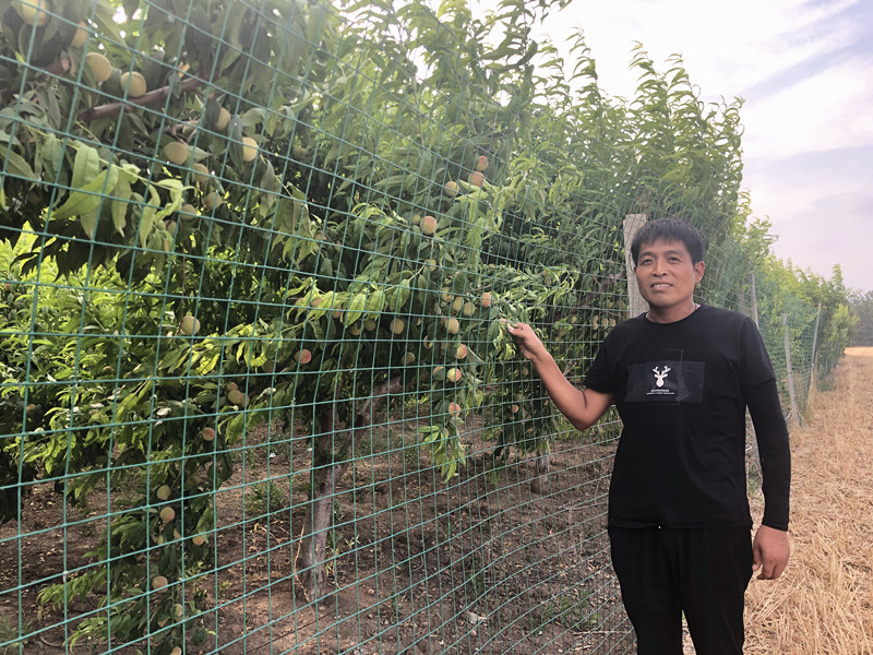 <b>韩凯：小仙桃结出“致富果” 扶贫羊圆了“脱贫梦”</b>