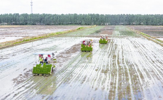 江苏盐城大丰夏种工作展开 插秧机栽插水稻秧苗