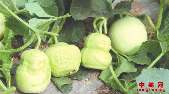 “新农人”种瓜种出新花样