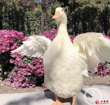 王珞丹网寻的天价鸭被偷，律师：一个基本问题影响定罪