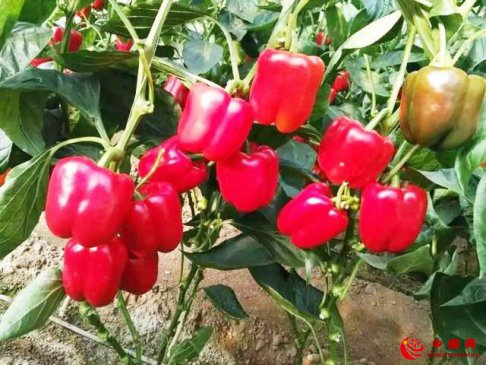 彩椒大棚巧利用 “春瓜秋菜”增收益