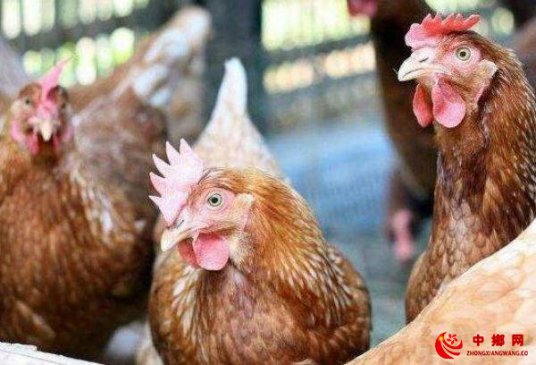 夏季蚊蝇易传播鸡白冠病如何预防？