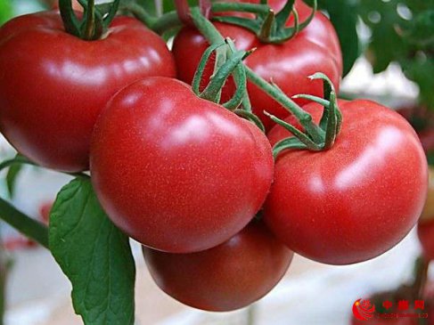 大雨之后蔬菜巧管理