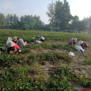 安徽阜阳颍东区枣庄镇：全力开展农业减灾补损工作