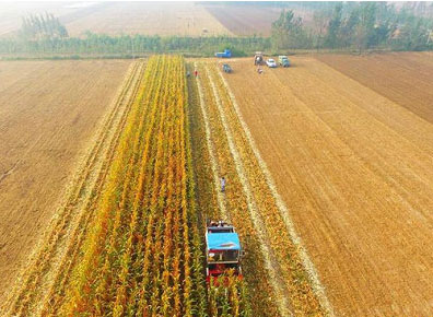 <b>抓住秋粮生产“大头”</b>
