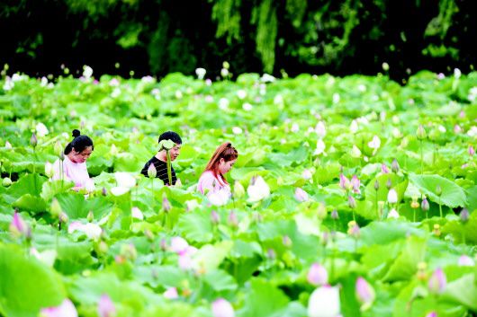 <b>招堤十里荷塘 尽享夏日清凉</b>